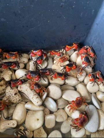 Hobi Kepiting Hias Kecil Unik dan Daya Tarik
