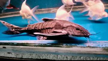 Megalodoras Irwini, Lebih Dari Sekadar Ikan