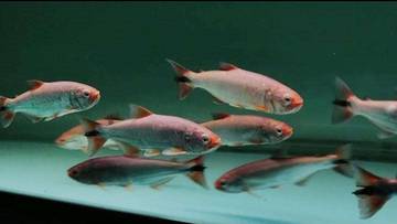 Pesona Golden Dorado, Ikan Eksotis Bagi Penghobi Akuarium