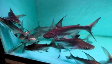 Ikan Hias Gengiskhan, Favorit Penghobi Predator Akuarium