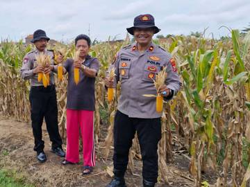 ​Polsek Balongbendo Panen Satu Hektare Jagung Bersama Pertani