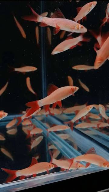  Redfin, Ikan Hias Warna Cerah Penuh Energi Akuarium