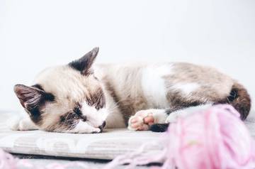 Kucing Terlalu Sering Tidur? Ini Penyebabnya!