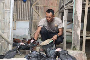 Bripka Iwanto Anggota Polres Sragen Ternak Ayam Bangkok untuk Ketahanan Pangan