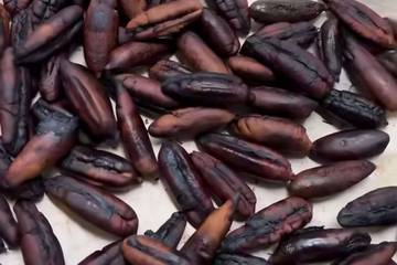 Biji Kurma Bisa Jadi Serbuk Kopi, Jangan Dibuang! 