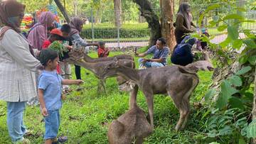 Tegal Pangonan Balekambang, Sensasi Beri Makan Rusa