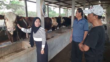 Berkat Kegigihan, Wulan Sukses Jadi Pedagang Ternak Sapi 