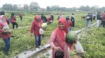Wisata Petik Buah Sendiri Di Demakijo Diserbu Pengunjung