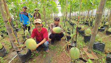 Melon Greenhouse Ala BUMDes Gabus, Kualitas Premium Harga Bersahabat