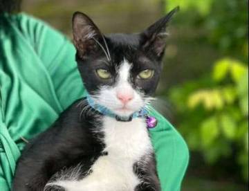  Sterilisasi Kucing, Bentuk Tanggung Jawab Jaga Kualitas Hidup