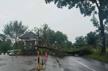 Tertimpa Pohon Saat Hujan, Pos Jaga Candi Plaosan Rusak 
