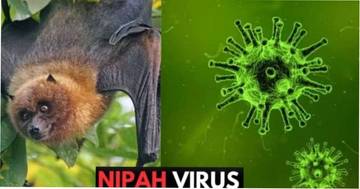 Waspada Nipah: WHO Ingatkan Ancaman Penyakit Zoonotik Mematikan