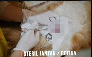 Tingkatkan Kualitas Hidup, Taati Prosedur Sterilisasi Kucing 