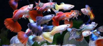 Guppy, Mesin Evolusi di Alam Liar 
