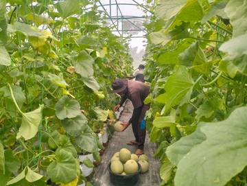 Petani Melenial Demakijo Klaten Panen Melon Sistem Greenhouse
