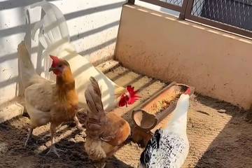 Alas Pasir Solusi Kandang Ayam Bebas Bau