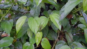 Manfaat Daun Sirih Herbal Alami untuk Kesehatan Optimal