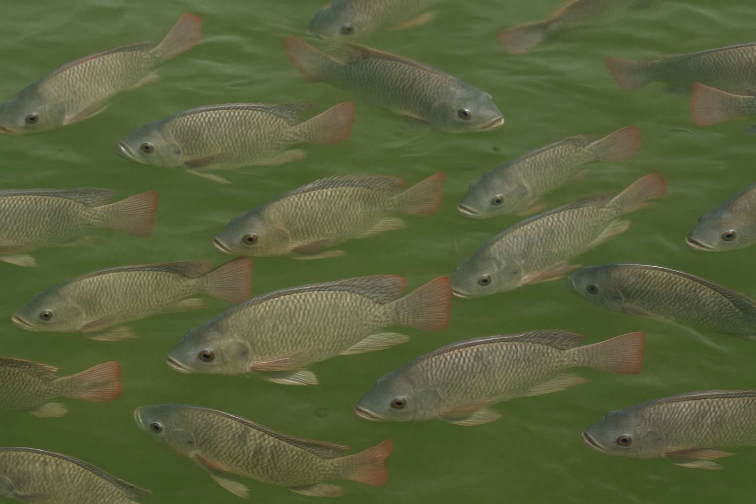 Budidaya Ternak Ikan Nila Dalam Tambak