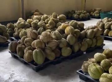 Parigi Moutong, Daerah Penghasil Buah Durian Unggulan