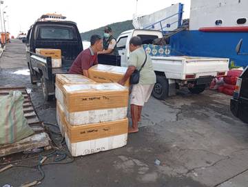 Bakso Sapi di Tahuna Didatangkan Dari Manado