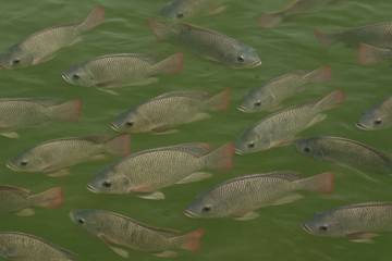 Budidaya Ternak Ikan Nila Dalam Tambak