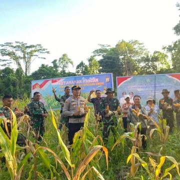 Koramil 1301-05 Sangihe Panen Jagung Tingkatkan Kesejahteraan Petani 