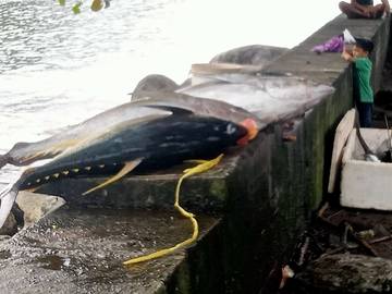 Potensi Tuna Sangihe di Lirik Pasar Philifina  