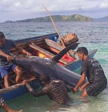 Nelayan Pulau Para Lele Sangihe Tangkap Monster  Marlin