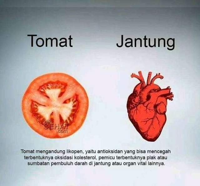 Makanan Terbaik untuk Organ Tubuh