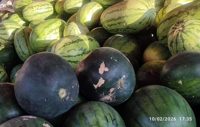 Segarnya Semangka Medan, Beratnya Harga di Pasar