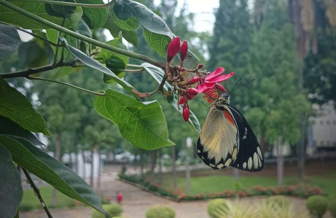 Tidak Hanya Cantik, Ini Peran Vital Kupu-Kupu