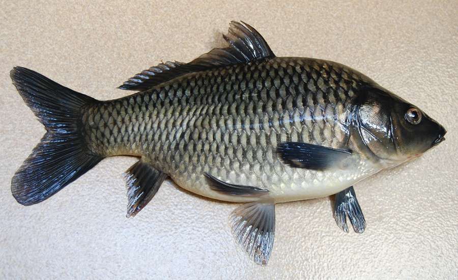 Bukan Endemik Indonesia, Ikan Mas Berasal dari China?