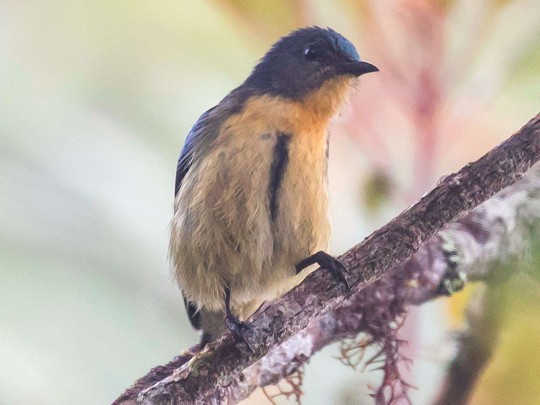 Burung Cabai Perut Kuning Sang Penyanyi di Tengah Hutan