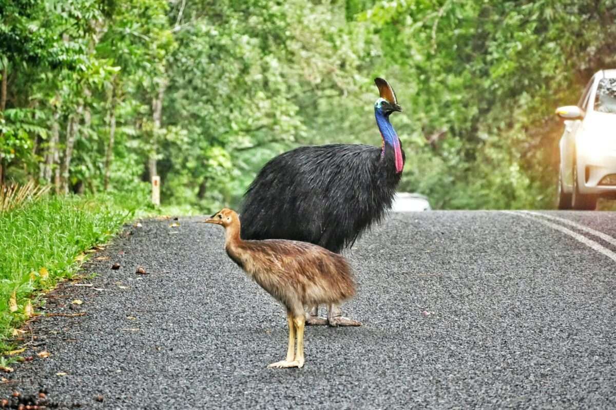 6 Burung Paling Berbahaya di Dunia, Termasuk Kasuari Indonesia