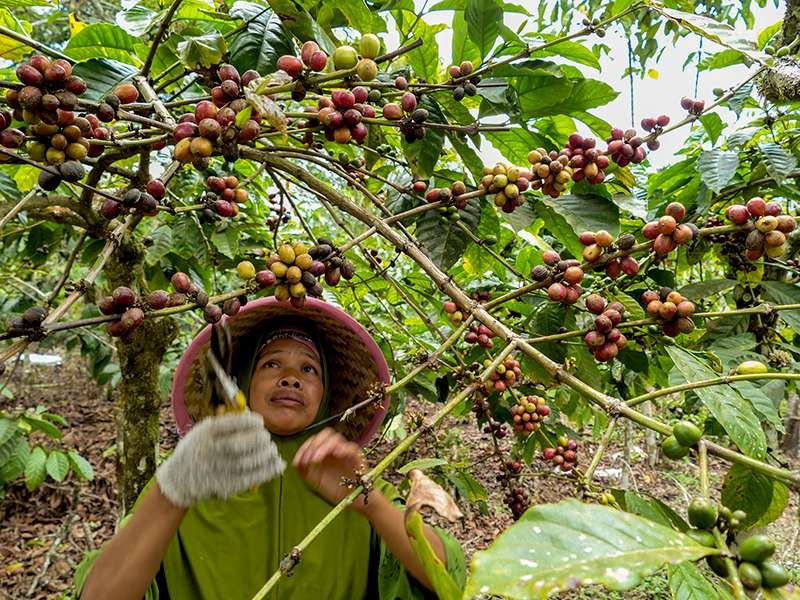 Jadi Tanaman Hutan, Kopi Tapia di Sumatera Selatan