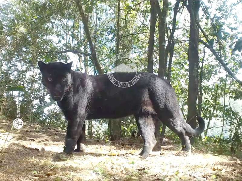 ​Satu Spesies, Dua Penampakan: Macan Tutul dan Macan Kumbang