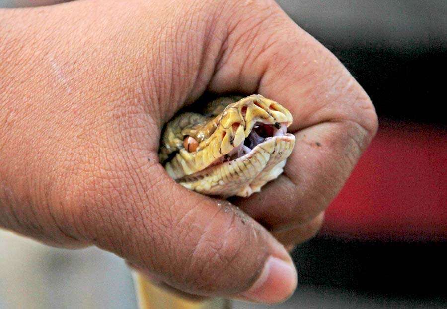 ​Kenali Jenis Ular Berbisa atau Tidak di Indonesia
