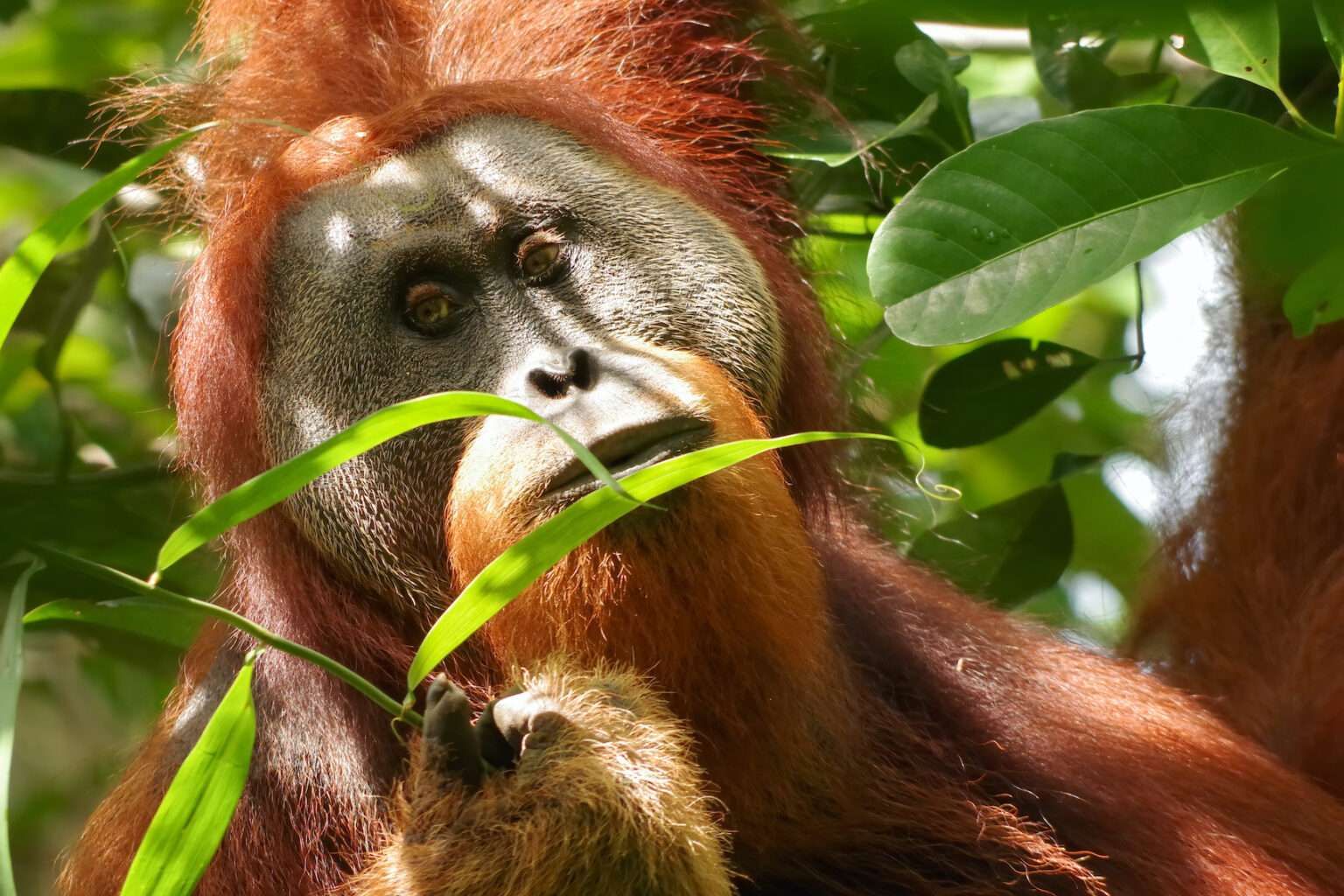 ​Bantalan Pipi Orang Utan Jantan, Stres di Masa Kecil