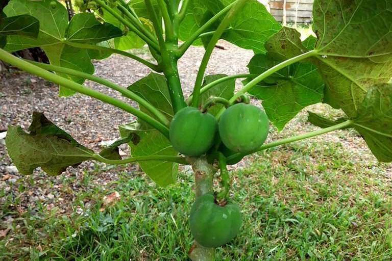 Beracun, Buah Jarak Punya Potensi Energi Terbarukan