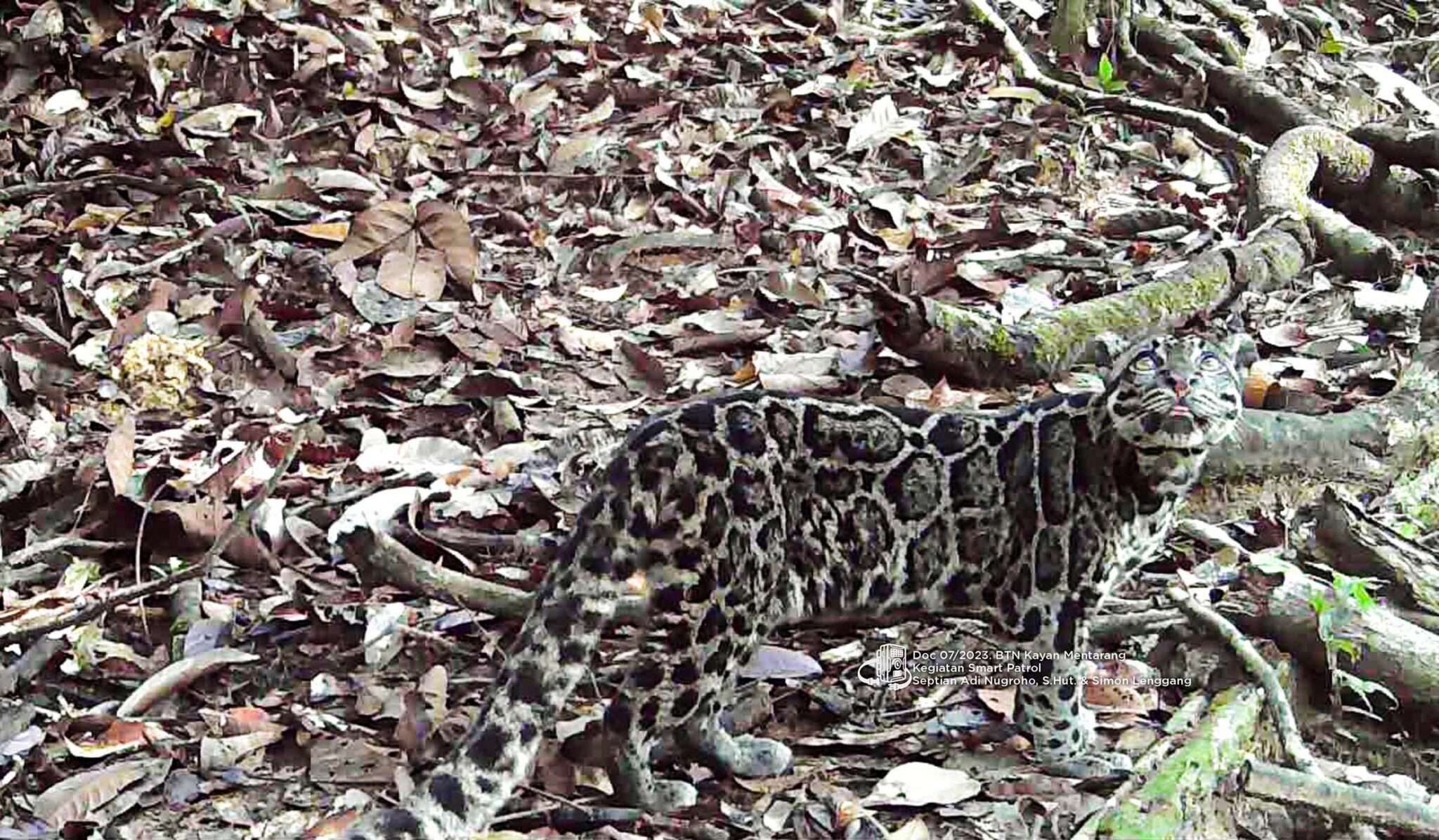 Macan Dahan Kalimantan: Sang Raja Rimba yang Terancam