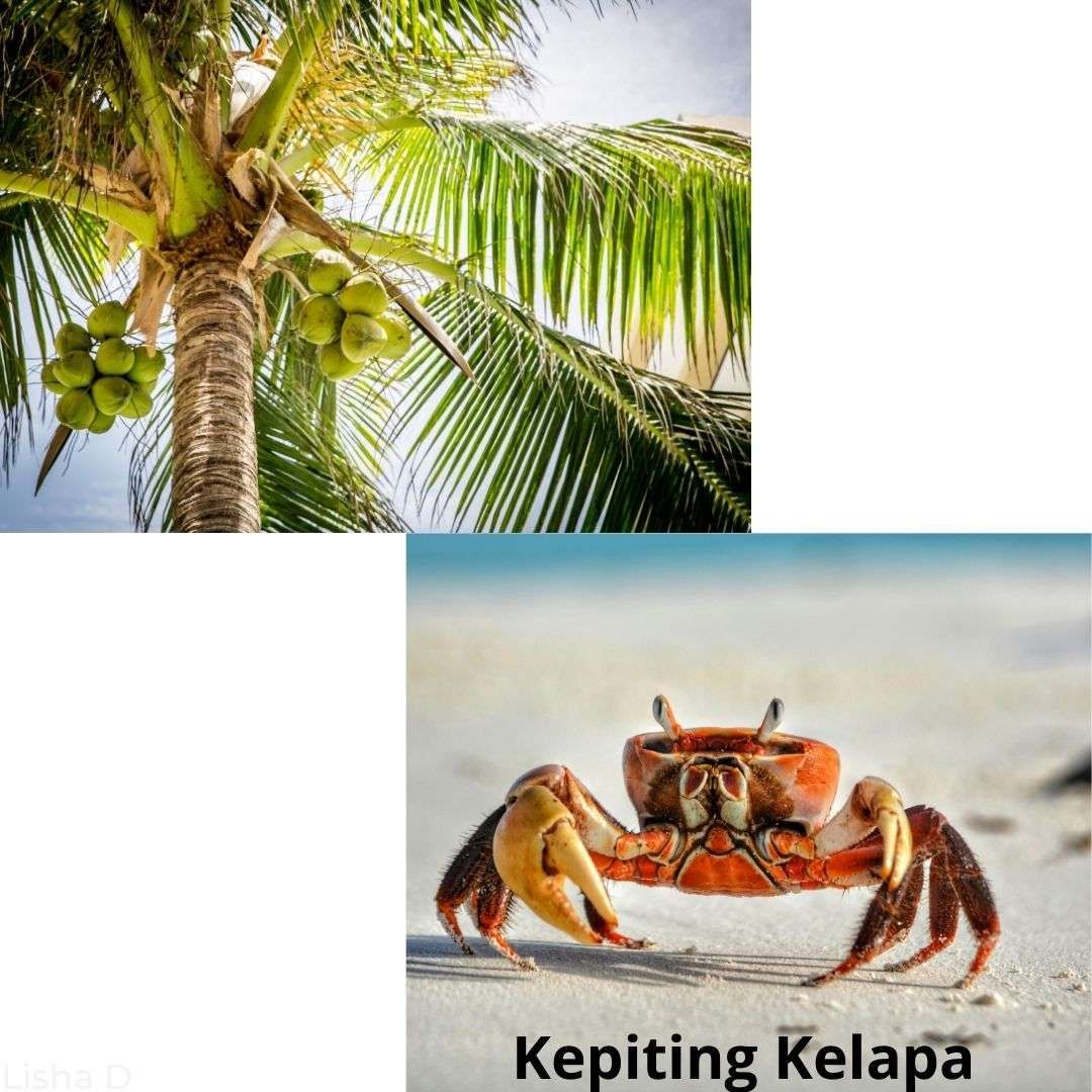https://rricoid-assets.obs.ap-southeast-4.myhuaweicloud.com/berita/Takengon/o/1756716109934-Hijau_Natural_Trend_Tanaman_Hias_Instagram_Post__%2810%29/xo9fisd2x72pu85.jpeg