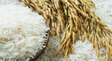Daerah Penghasil Beras Terbesar di Propinsi Aceh