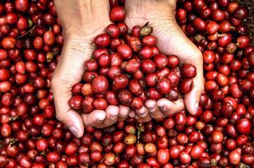 Ini Daerah Penghasil Kopi Terbesar di Indonesia