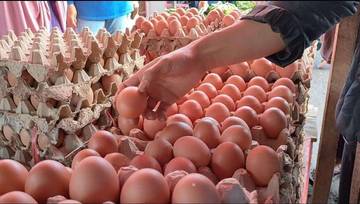 Tips Memilih Telur Ayam yang Bagus