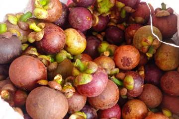 Khasiat Buah Manggis