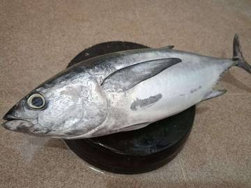 Manfaat Gizi Ikan Tuna untuk Pertumbuhan Anak