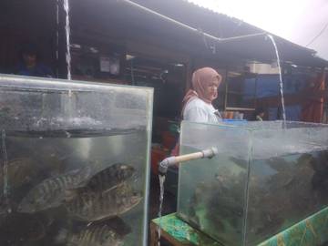 Harga Ikan Mujair di Takengon Tembus 45 Ribu