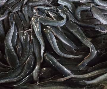 Manfaat Konsumsi Ikan Lele Bagi Tubuh