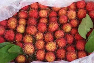 Manfaat Makan Buah Rambutan