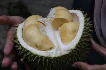Efek Samping Terlalu Banyak Makan Durian
